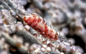 Gorgonian shrimp (Hamodactylus noumea) by Jose Maria Abad Ortega 